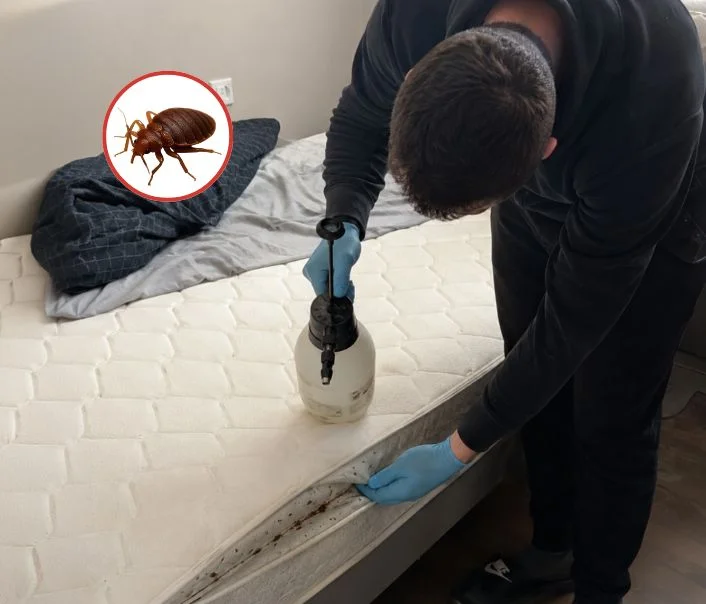 Technicien traitant un matelas contre les punaises de lit à Vernouillet